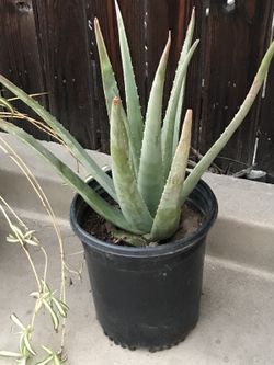 Large aloe Vera (savila)