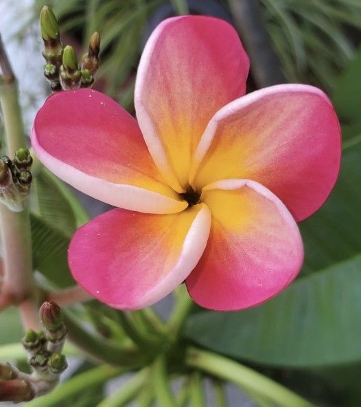 Plumeria (Plumeria rubra 'Riviera Rainbow')
