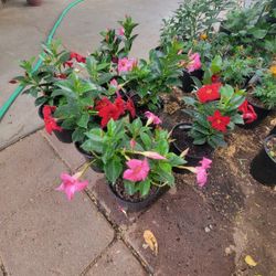 Brazilian Jasmine Plants 