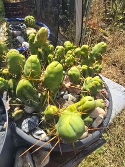 Cactus