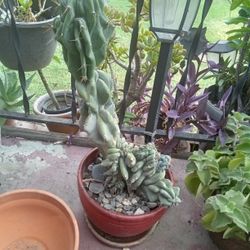 Cactus Plant In Ceramic Pot  
