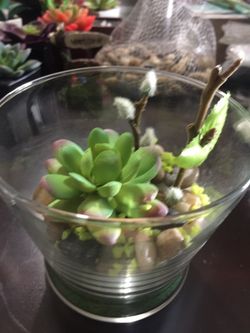 Succulents/ terrariums