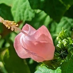 Turks Hibiscus  Plant In 3gal  Edible Flower 