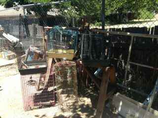 Bird cages