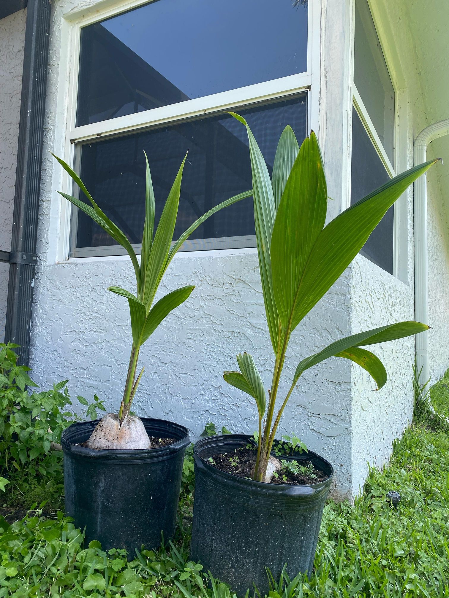 Green and Gold Malayan Dwarf coconut palm trees