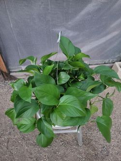 Photos Plant 8" Nursery Pot