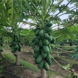 Papaya Trees  🌳 plantas de Papaya en 3gal enanas