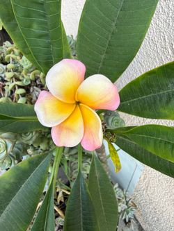 Plumeria plant fully root blooming