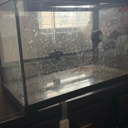 Reptile Tanks 