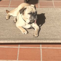 Veehoo Cooling Elevated Dog Bed