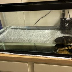 Tank And Turtles