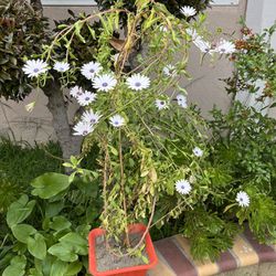 Beautiful White Purple Cape Marguerite Daisy Flowers Pot