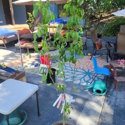 Multi Pear Tree 