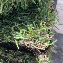 Fresh St Augustine Sod - $225 Per pallet 