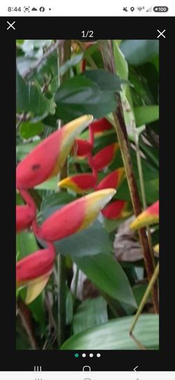 Lobster Claw Heliconia Potted Landscape Plant