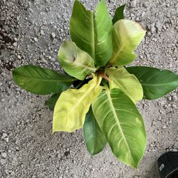 Philodendron Moonlight Plant 