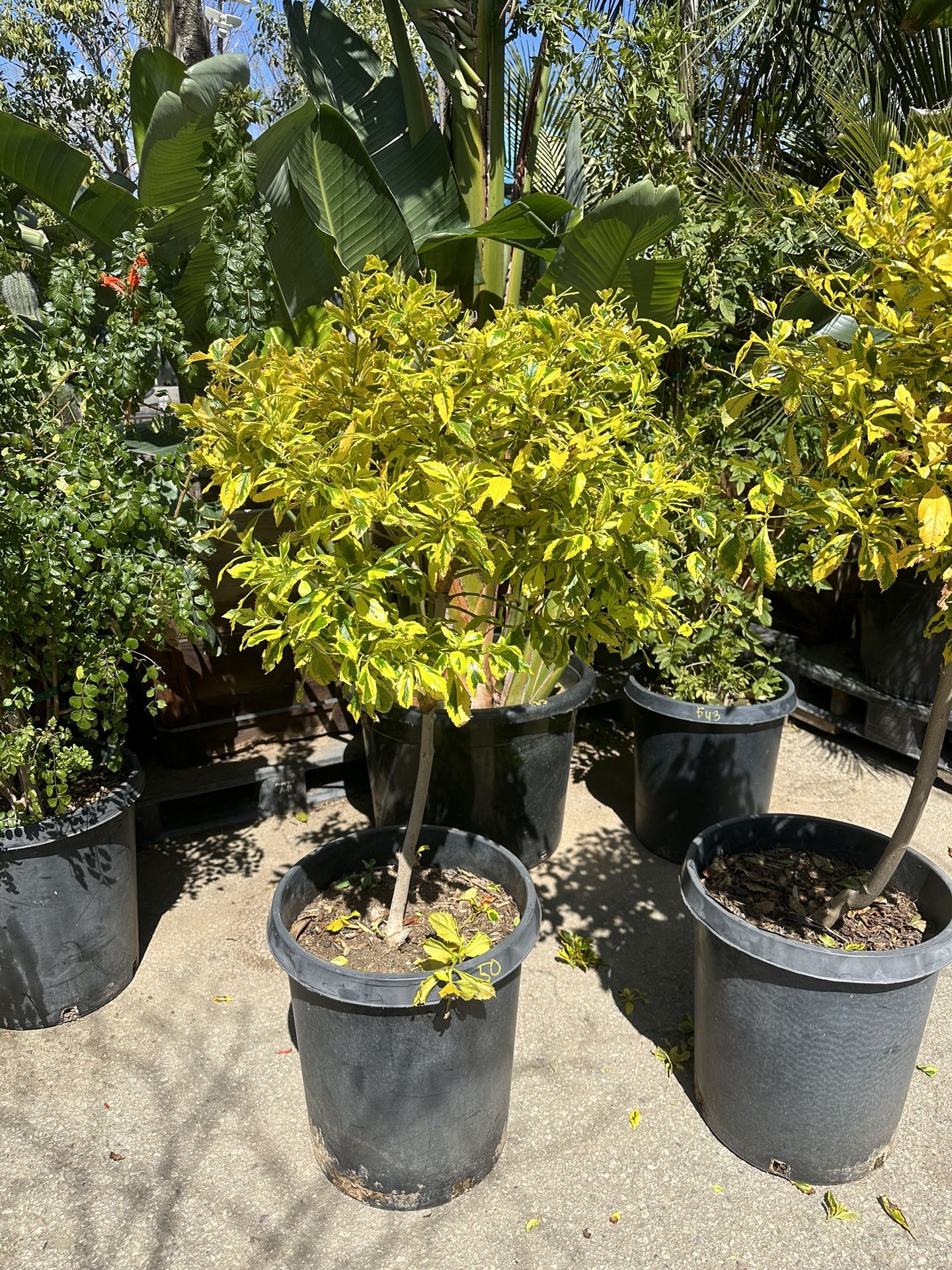 Topiary Bonsai