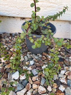 Elephant bush Suculent