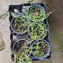 String Of Pearls,dolphins ,tears,bananas