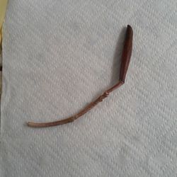 Hawaiian Plumeria Seed Pod