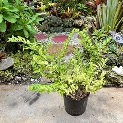 24” Devil’s Backbone Succulent Plant