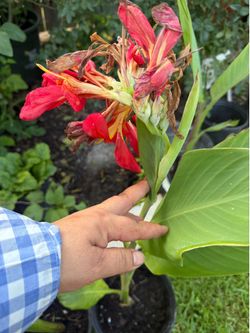 Cana Lily