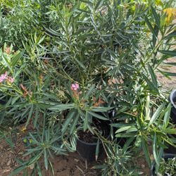 $25 Each Oleanders Tall Or Petite Pickup Or Delivery 