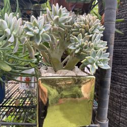 Beautiful Crested Succulent 