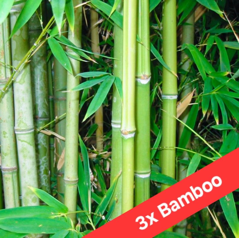 3x Japanese Bamboo Plant Cuttings 🎋