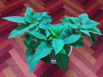 White flowering pointsetia houseplant
