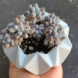 Plant Pot/ Vase/ Planter (SHIPPING $6) Plant Not Included