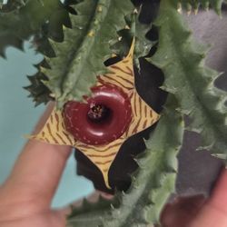 Life Saver Huernia Plant