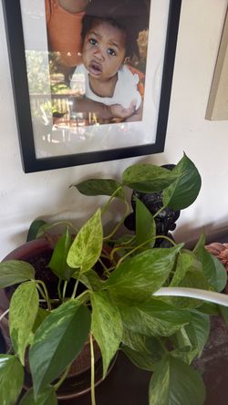 Marble queen pothos