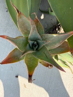 Free  aloe vera plants