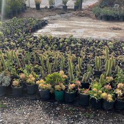 Succulents