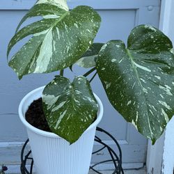 Thai Constellation Monstera Live Plant Fully Rooted Rare Plant 