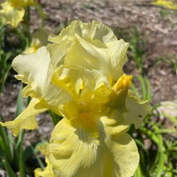 Light Yellow Iris plants homegrown perennial plants