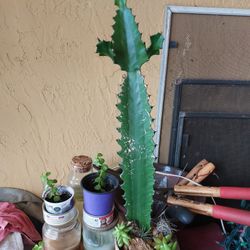 Candelabra Cactus  w Two Succulents, 1 Aeria Plant And 1 Lichen