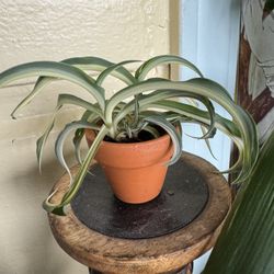 $5 Plant Propagation 