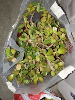 Large Jade Plant Cuttings / Clippings Bag for Propagation and