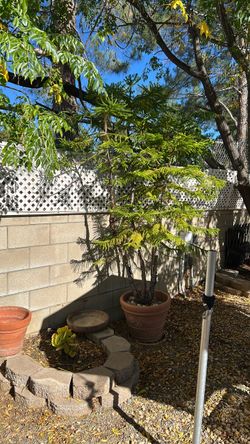 Norfolk Pine tree