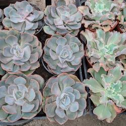 Succulents