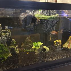 20 GAL AQUARIUM NEED GONE ASAP MOVING 