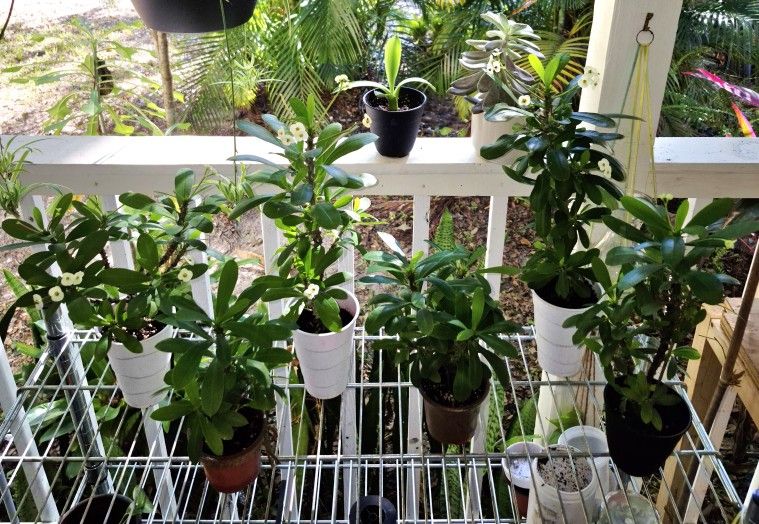 White Crown Of Thorn