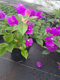 Plantas,de buganbilias $10