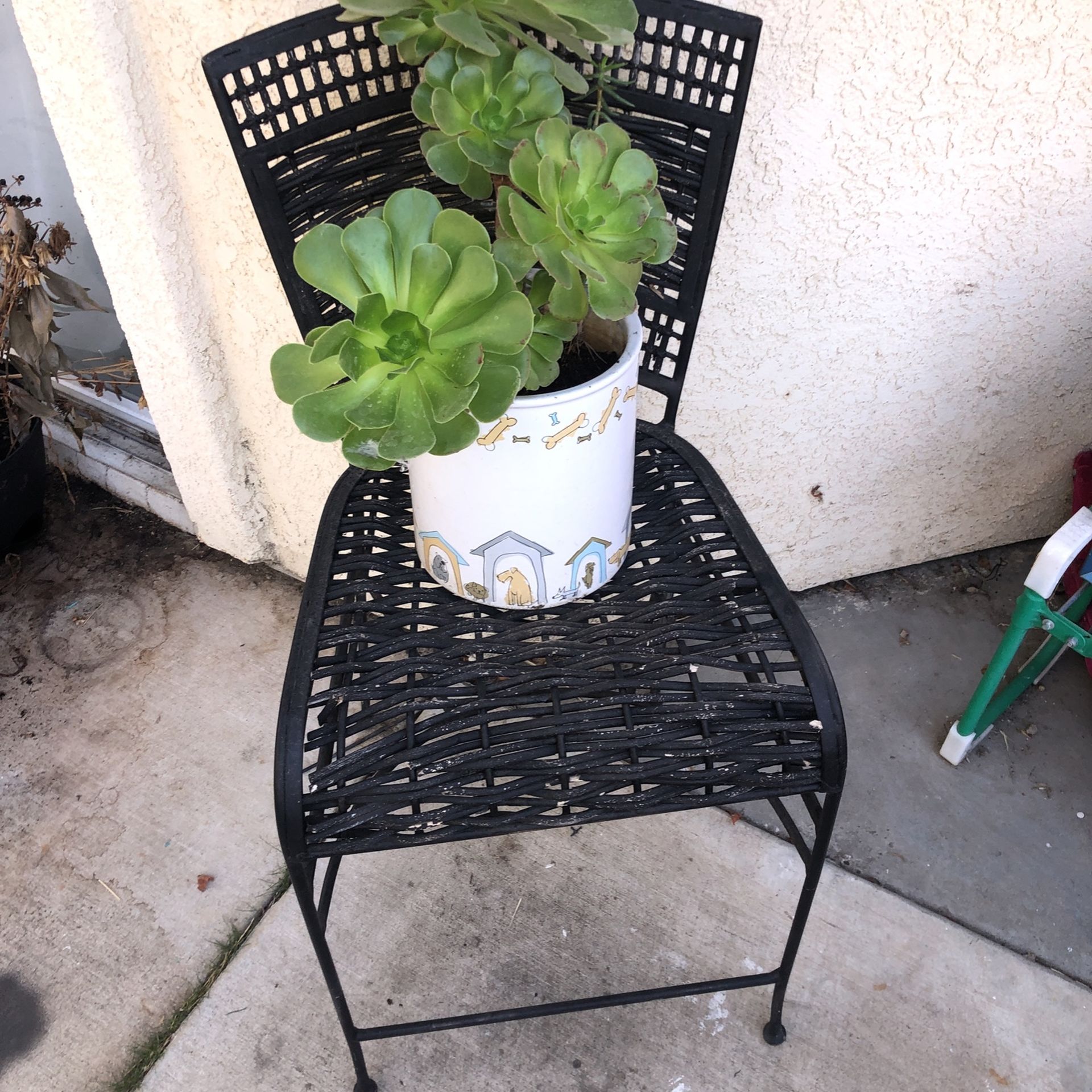 Succulents