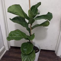 Fiddle Leaf Fig Plant 