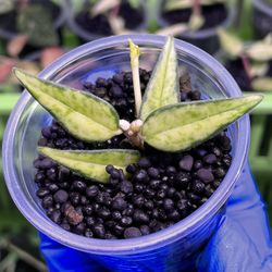 Hoya Bella Lida Bois