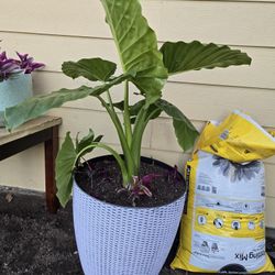 Elephant Ear,/ Alocasia Plant