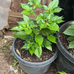 Habanero Plants 